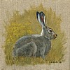 Rabbit Study